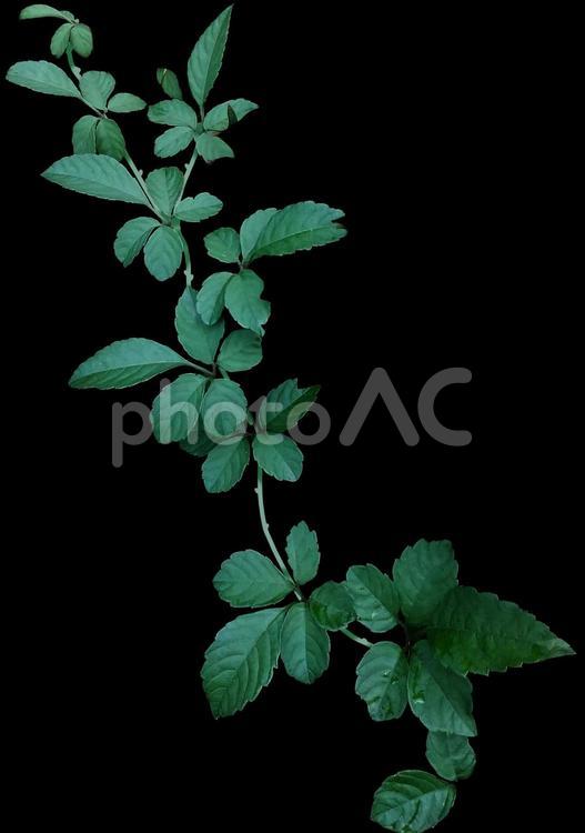 蔦の切り抜き 蔦,ツタ,草の写真素材