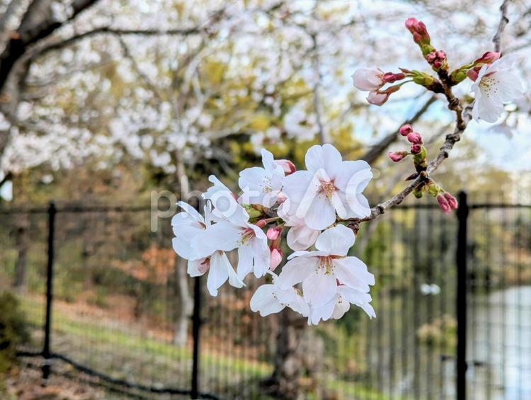咲き始めの桜と春の景色　池　林　つぼみ 桜,蕾,春の写真素材