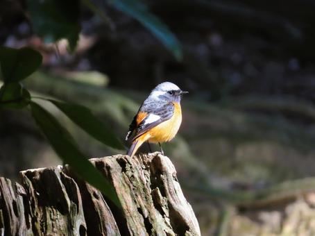 ジョウビタキのオス ジョウビタキのオス ジョウビタキ,鳥,野鳥の写真素材