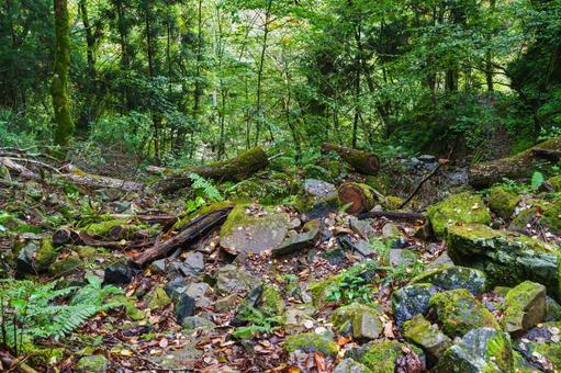 登山道 登山,林道,倒木の写真素材