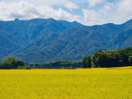 甲斐駒ヶ岳、稲穂、青空、雲 甲斐駒ヶ岳、稲穂、青空、雲 甲斐駒ヶ岳,稲穂,秋の写真素材
