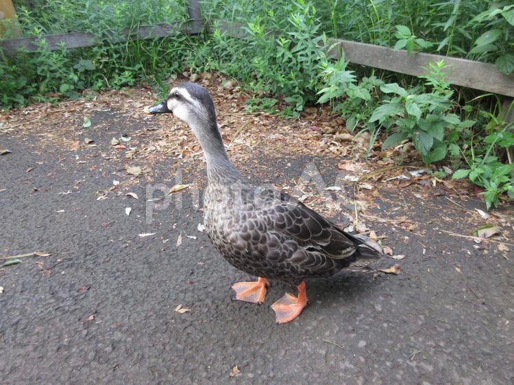 ついておいで！野鳥カルガモの散歩 カモ,1羽,水かきの写真素材