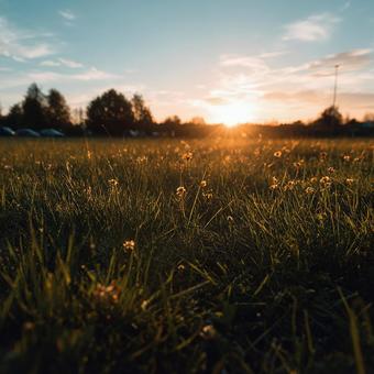 夕日に染まる緑豊かな草原の風景 夕日に染まる緑豊かな草原の風景の写真