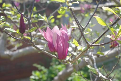 Photo, spring, natural, pink, 