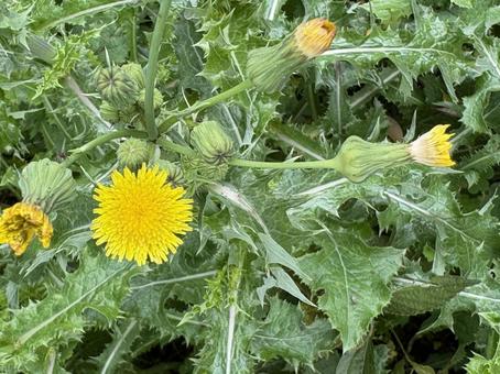 オニノゲシ 02 鬼野芥子,オニノゲシ,花の写真素材