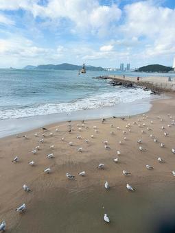 カモメ カモメ,かもめ,鳥の写真素材