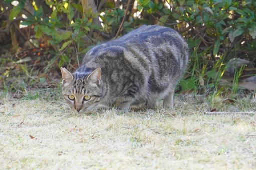 ねこ ねこの写真