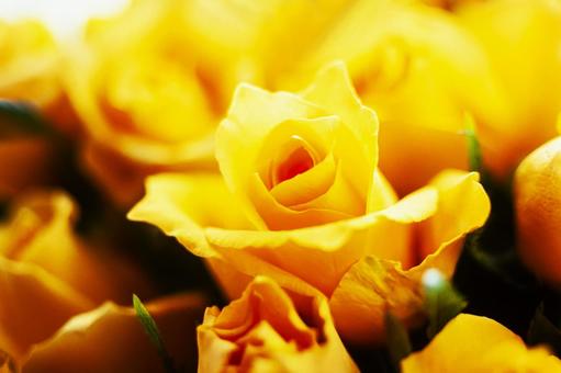 Rose flower close-up 13, JPG