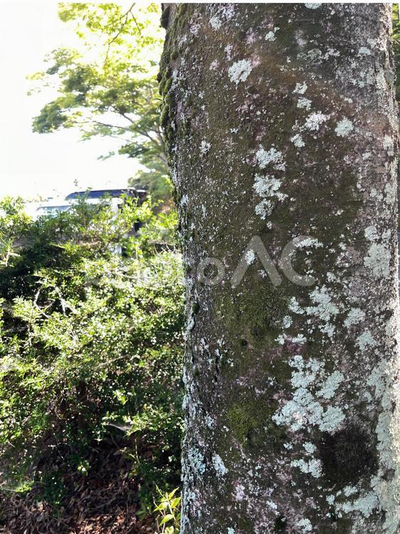 木の幹の地衣類 風景,地衣類,環境の写真素材