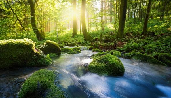 Clear forest stream and sunlight filtering through the trees 3, forest, natural, clear stream, JPG