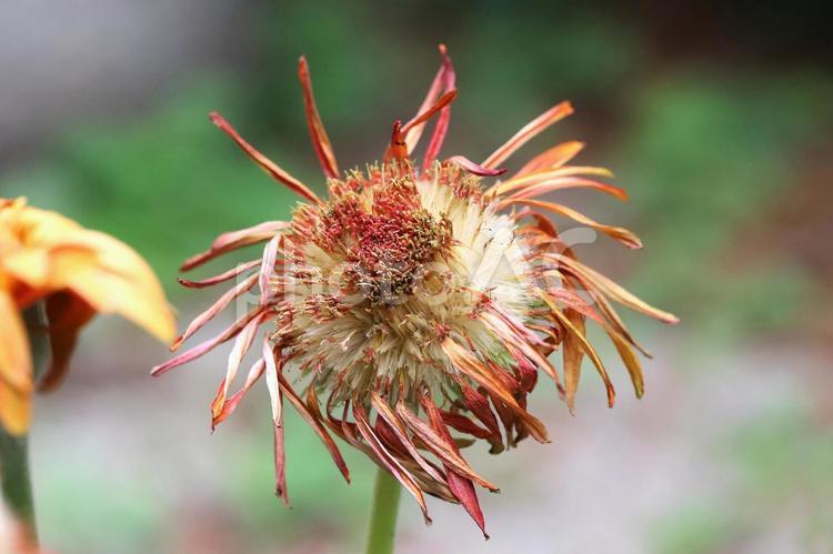 ガーベラの花綿毛種子 ガーデニング,花,ガーベラの写真素材
