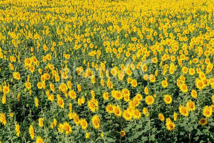 太陽の花明るい気持ちになる向日葵 ひまわり,8月,夏の写真素材