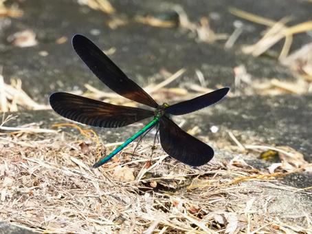 地面に降りたハグロトンボ ハグロトンボ,昆虫,生物の写真素材