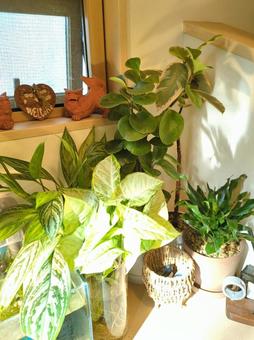 観葉植物 玄関〜吹き抜け 水槽と植物 観葉植物 玄関〜吹き抜け 水槽と植物 観葉植物,飾り付け,飾付の写真素材