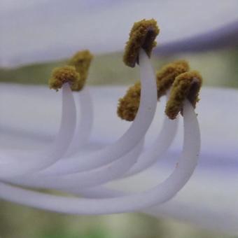 アガパンサス（紫君子蘭）の写真