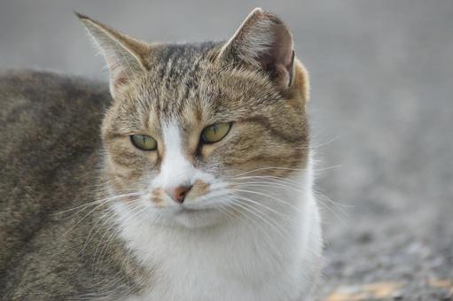 ねこ ねこ にゃんこ,可愛い,野良猫の写真素材