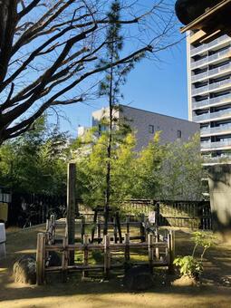 船橋大神宮　意富比神社　御神木 船橋大神宮,意富比神社,千葉県船橋市の写真素材