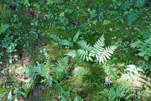 木漏れ日の中の羊歯の葉と苔 木漏れ日の中の羊歯の葉と苔 羊歯,苔,地面の写真素材