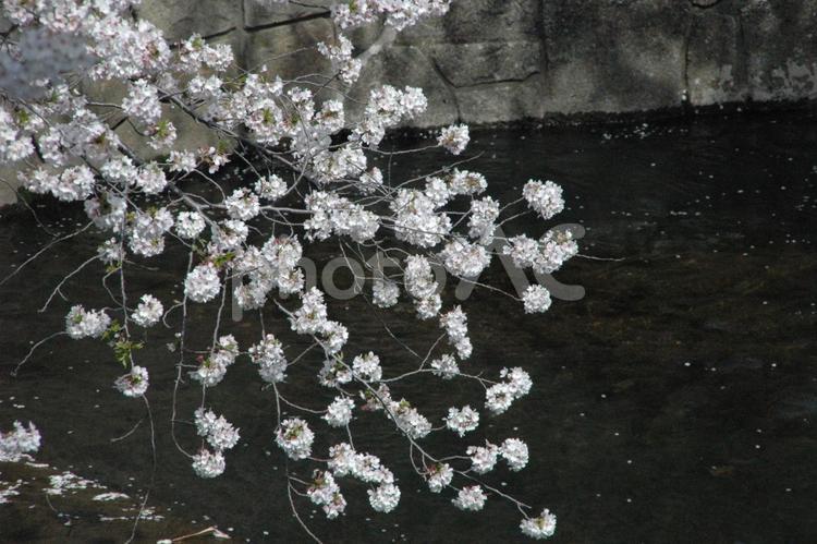 清明過ぎの町田市成瀬の恩田川の桜の花 桜の名所,恩田川,鶴見川水系の写真素材