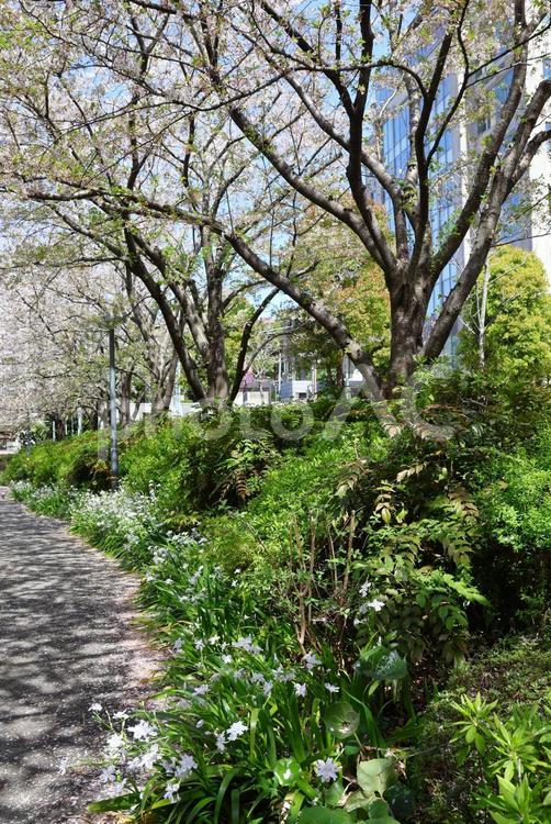 ４月上旬の東京港区立檜町公園の桜とシャガ 背景,桜,シャガの写真素材