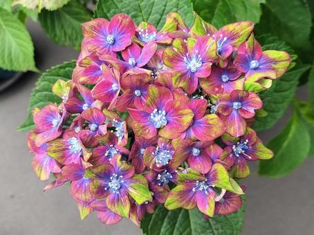 紫陽花・シュロスバッカーバルト 紫陽花・シュロスバッカーバルトの写真