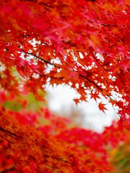 紅葉 紅葉の写真