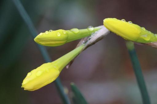 雨に濡れるスイセンのツボミ 雨に濡れるスイセンのツボミの写真