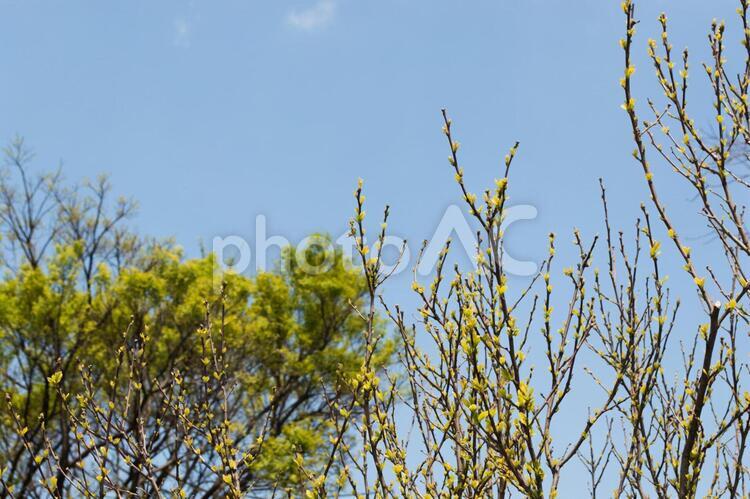 新緑の芽と青空 新緑,青空,若葉の写真素材