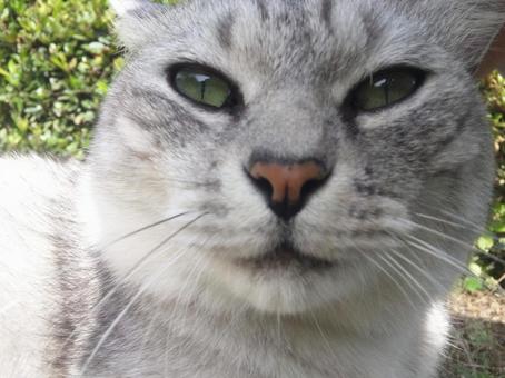 ふっくらしている猫 ふっくらしている猫の写真