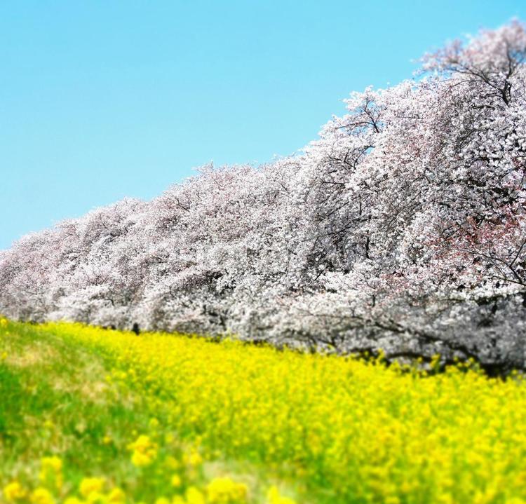 空と桜と菜の花 菜の花,河川敷,季節の写真素材