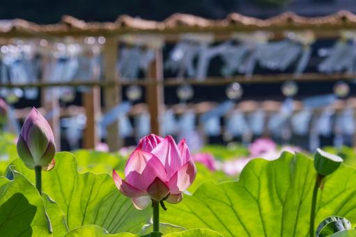 蓮 蓮 蓮,ハス,不忍池の写真素材