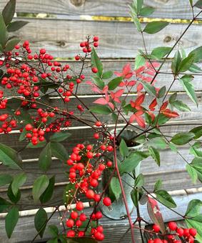 ナンテン 南天,赤い実,冬の写真素材