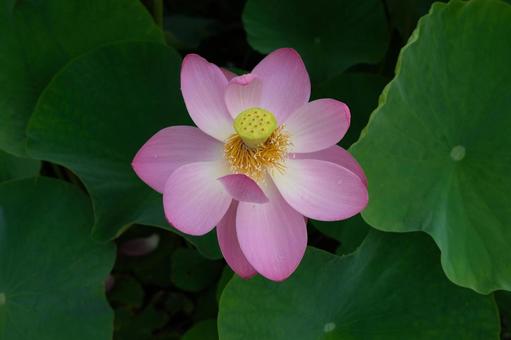 蓮の花 蓮の花の写真