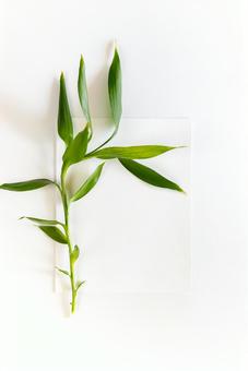 白い紙の上に乗っている植物 白い紙の上に乗っている植物 モックアップ,物撮り,紙の写真素材