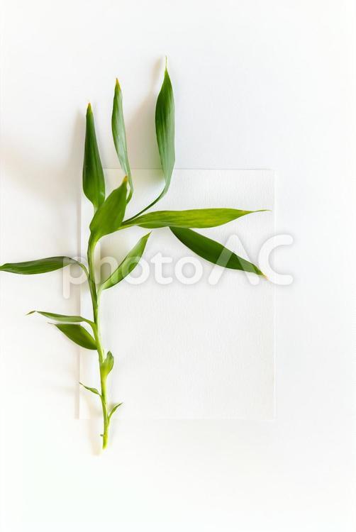 白い紙の上に乗っている植物 モックアップ,物撮り,紙の写真素材