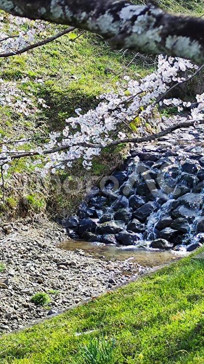 霞間ヶ渓の自然は、あなたの心を包み込む 霞間ヶ渓,かまがたに,岐阜県の写真素材
