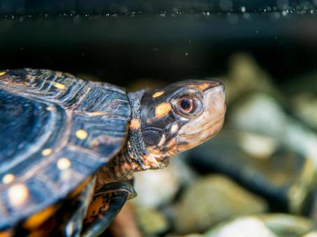 水中のキボシイシガメ 水中のキボシイシガメの写真