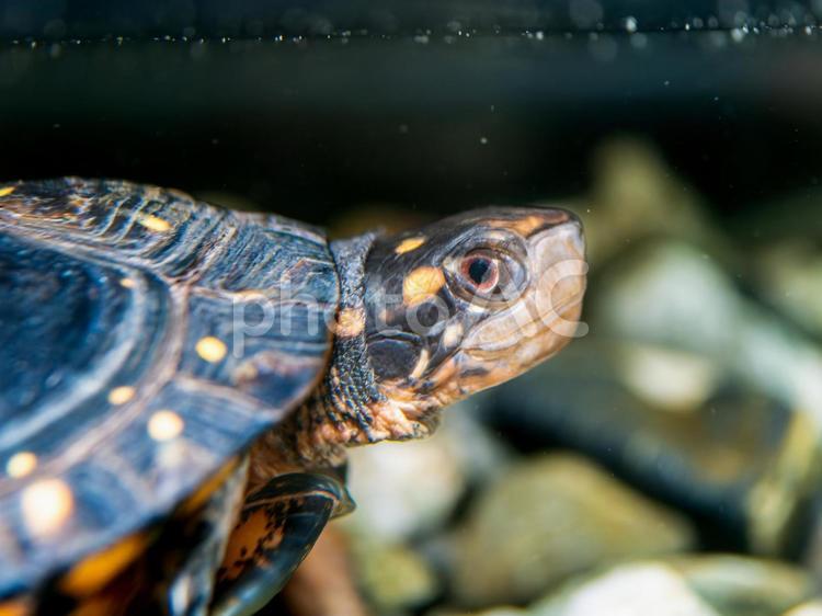 水中のキボシイシガメ キボシイシガメ,カメ,かめの写真素材
