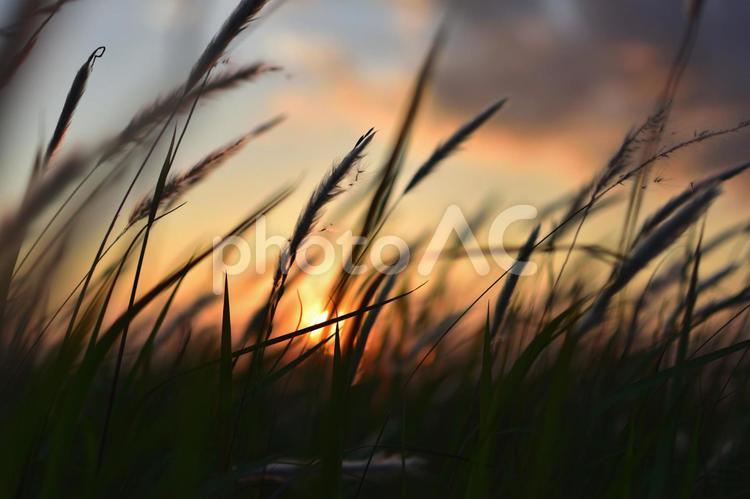 夕暮れ　植物 雲,空,夏の写真素材