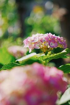 紫陽花 紫陽花の写真
