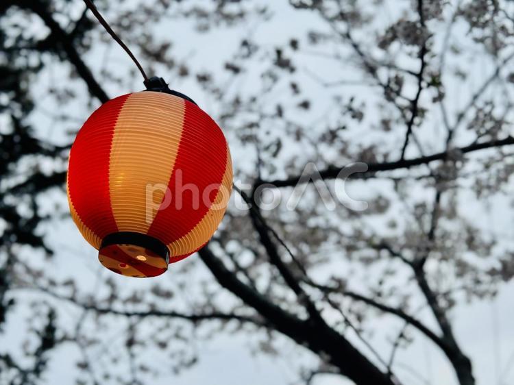 桜を背景にした赤白の提灯 和風照明,照明器具,日本の写真素材