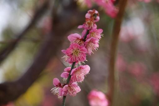 しべが見事な梅の花 しべが見事な梅の花 梅の花,梅,花の写真素材