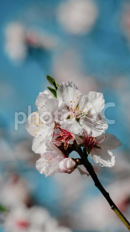 春をつげる桜2 自然,四季,春の写真素材