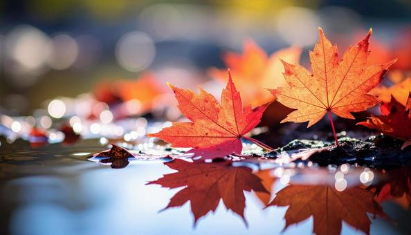 秋の紅葉 秋の紅葉の写真