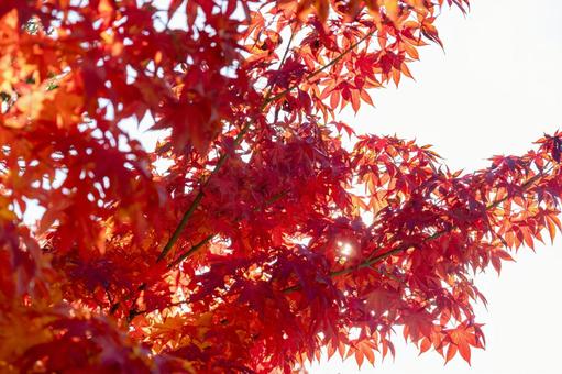 太陽に照らされて透けているもみじ 太陽に照らされて透けているもみじ 真っ赤,赤色,もみじの写真素材