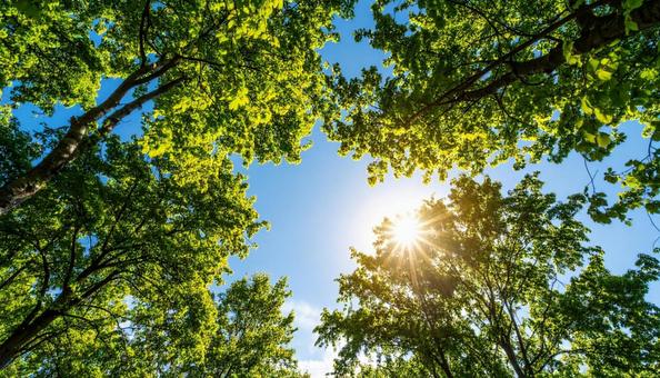 青空の手前の木々の木漏れ日 青空の手前の木々の木漏れ日の写真