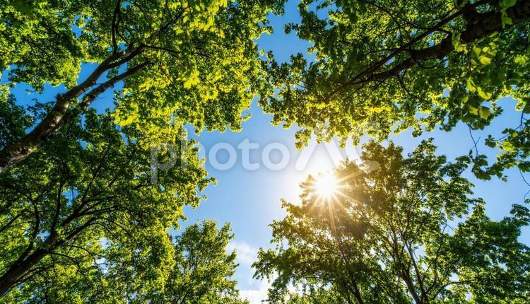 青空の手前の木々の木漏れ日 広葉樹,光芒,季節の写真素材