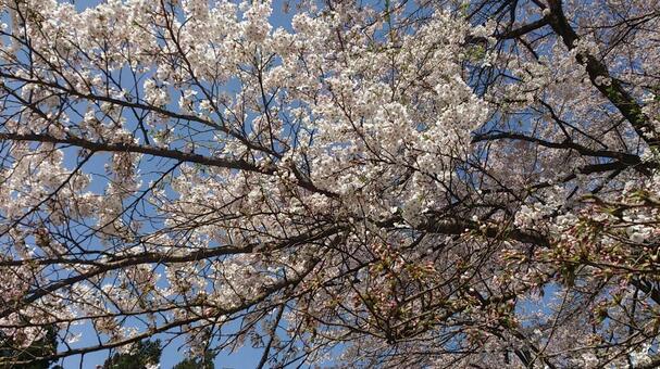 春の花・桜（ソメイヨシノ） 桜,景色,春の写真素材