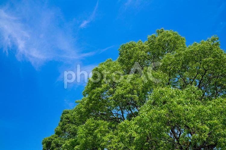 公園の新緑と青空 公園,風景,青空の写真素材