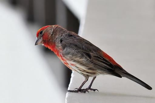 メキシコマシコ メキシコマシコ,ハワイ,オアフ島の写真素材